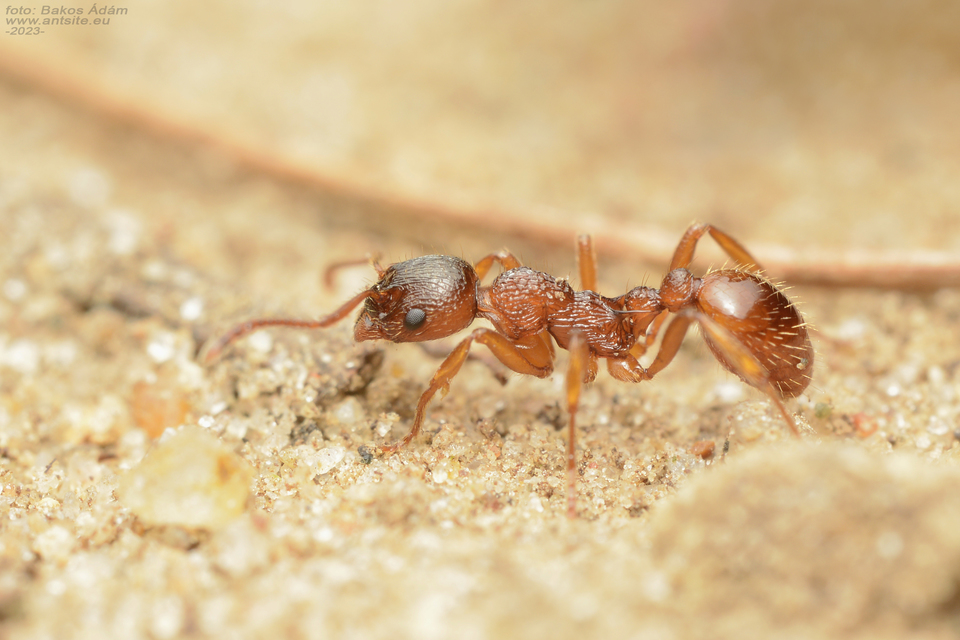 Myrmica ruginodis - erdei bütyköshangya