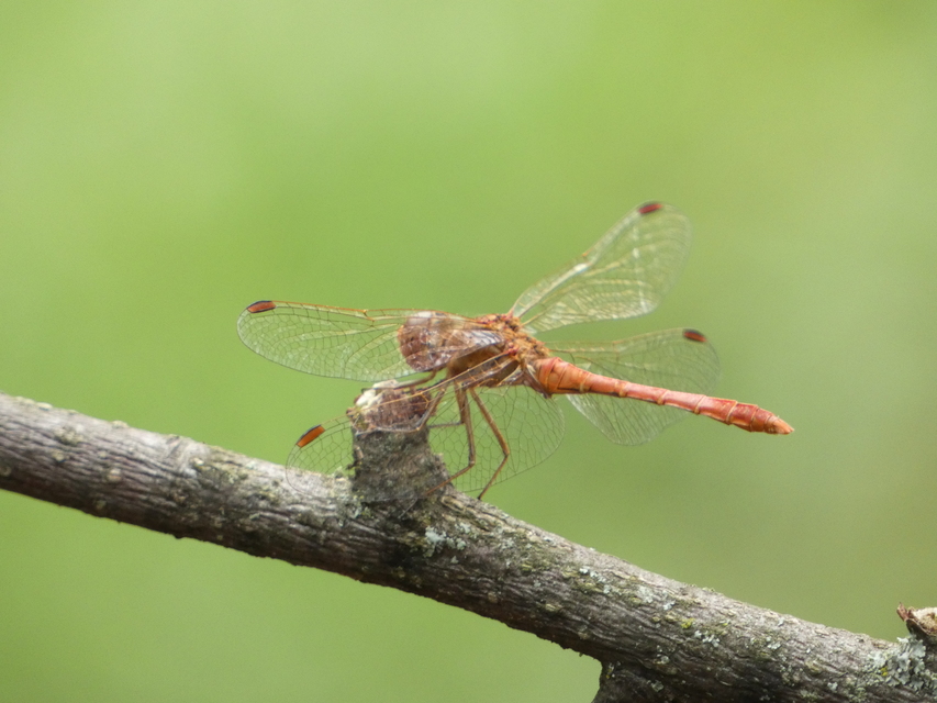 Sympetrum meridionale - fakó katona-szitakötő