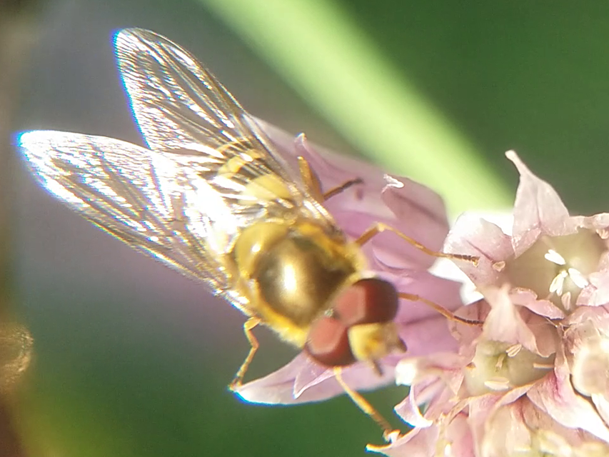 Eupeodes