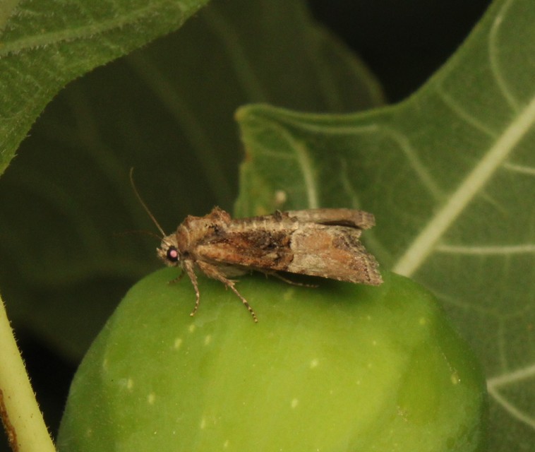 Mesoligia furuncula - kétszínű dudvabagoly