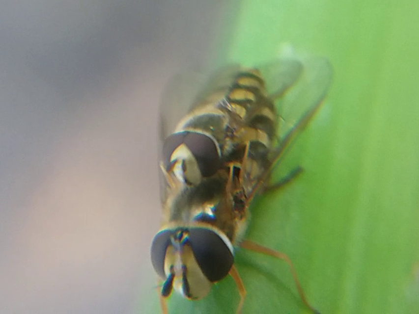 Eupeodes