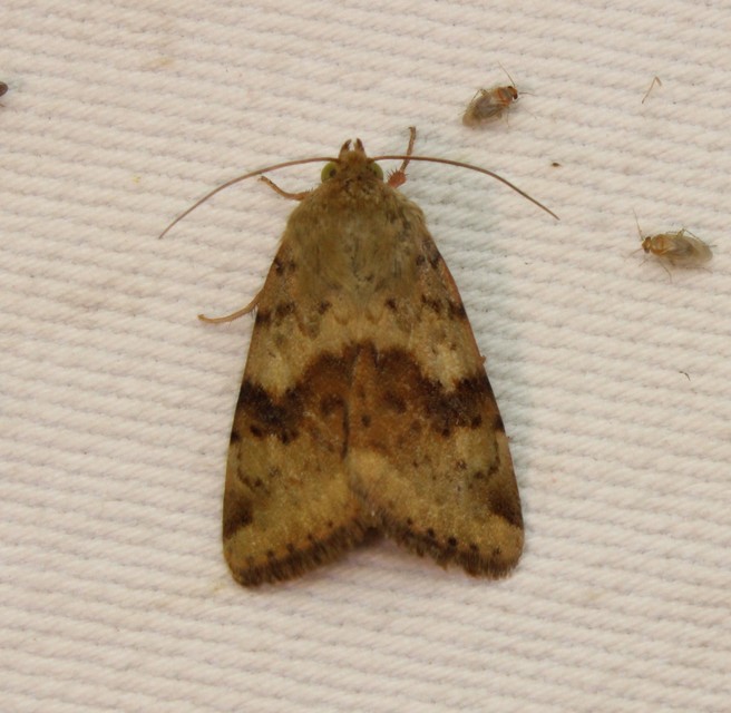 Heliothis viriplaca - mácsonyabagoly