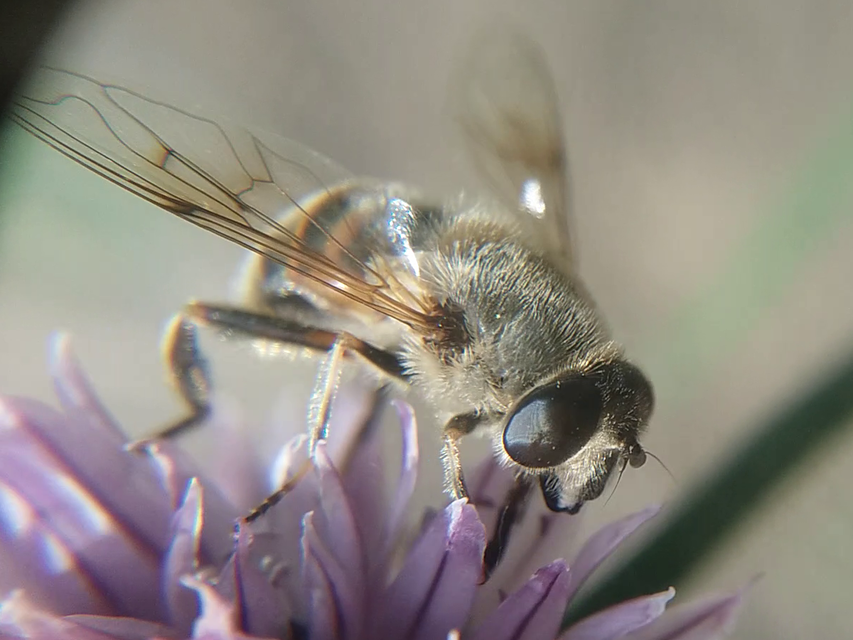 Eristalis tenax - közönséges herelégy