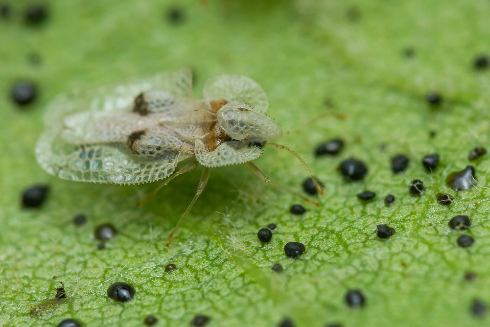 Corythucha ciliata - platán-csipkéspoloska