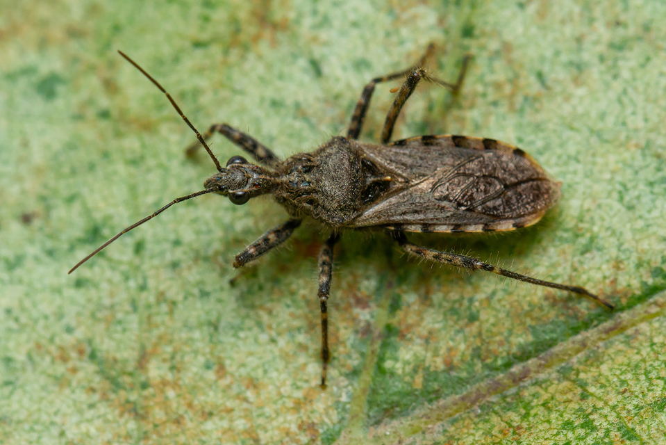 Coranus