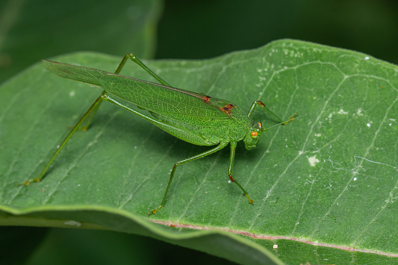 Phaneroptera nana - pontozott repülőszöcske