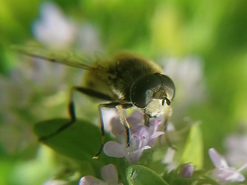 Eristalis arbustorum - fehérarcú herelégy