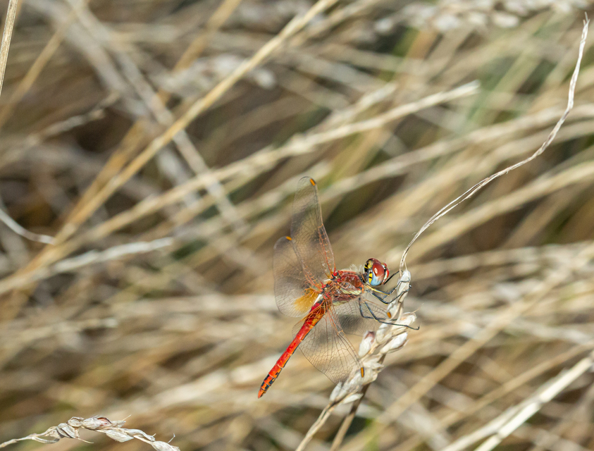 Sympetrum fonscolombii - vándor katona-szitakötő