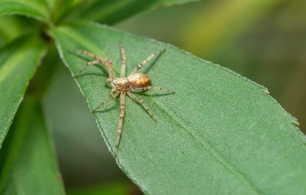 Philodromus