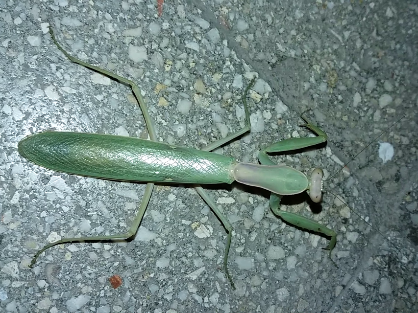 Hierodula tenuidentata - óriás ázsiai imádkozósáska