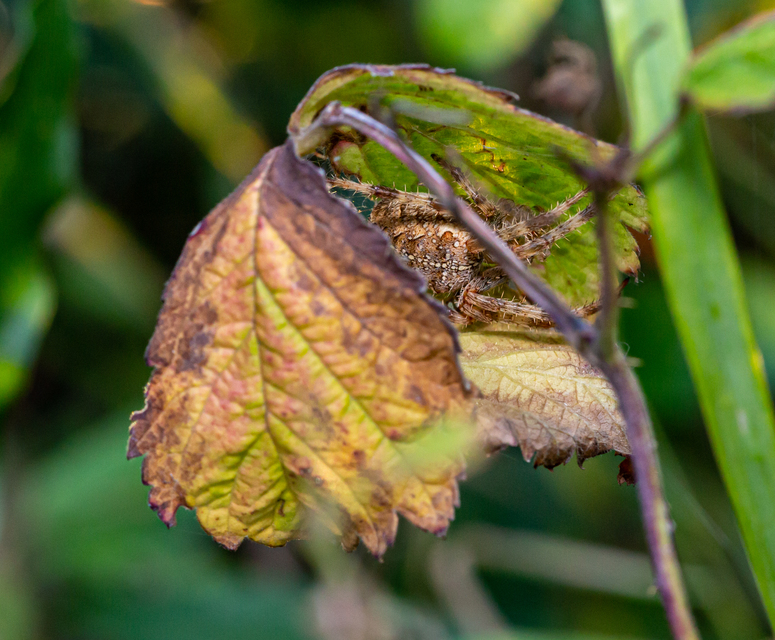 Araneus diadematus - koronás keresztespók Araneus diadematus - koronás keresztespók