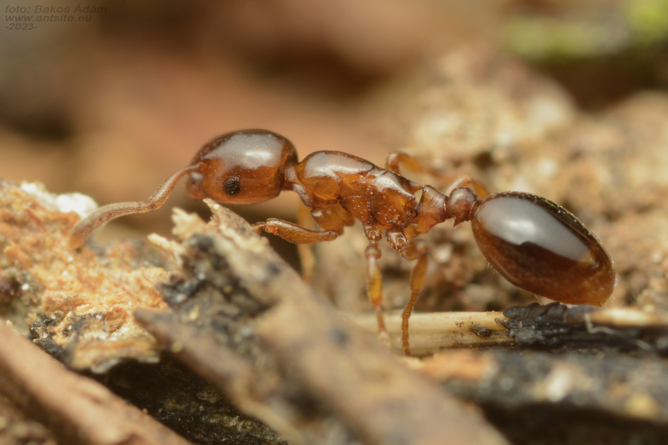 Formicoxenus nitidulus - vendéghangya