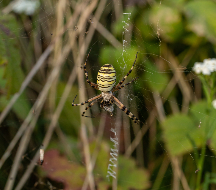 Argiope bruennichi - darázspók