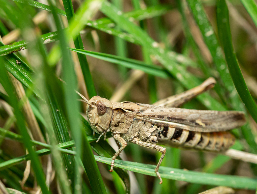 Chorthippus brunneus - közönséges tarlósáska