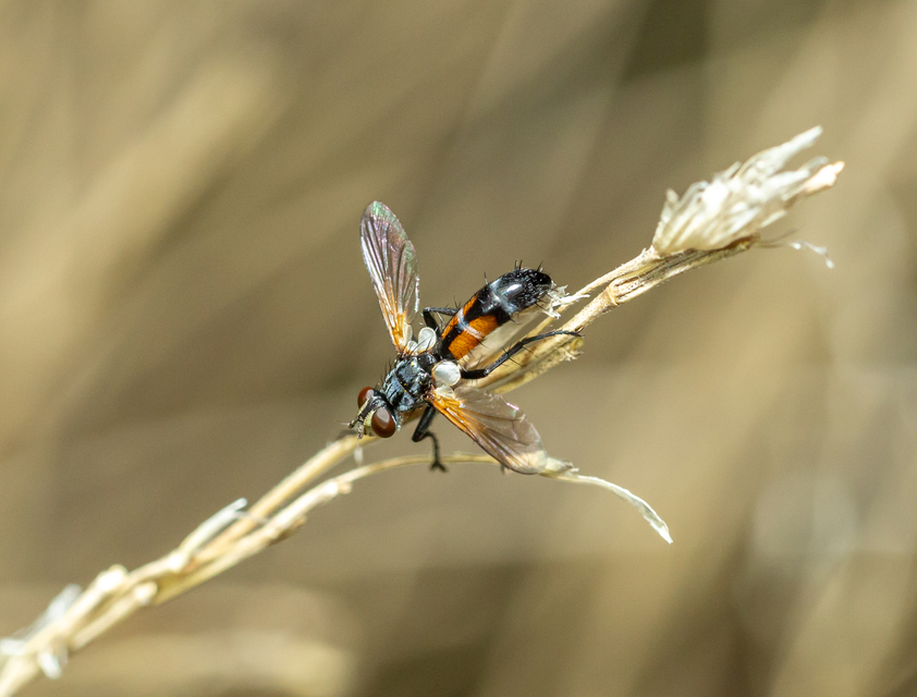 Cylindromyia