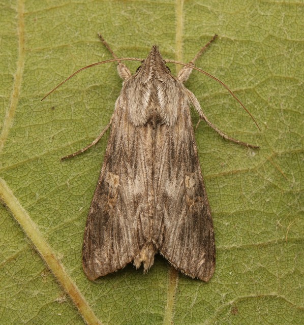 Cucullia xeranthemi - vasvirág-csuklyásbagoly