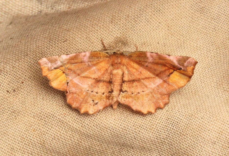 Apeira syringaria - orgona-araszoló