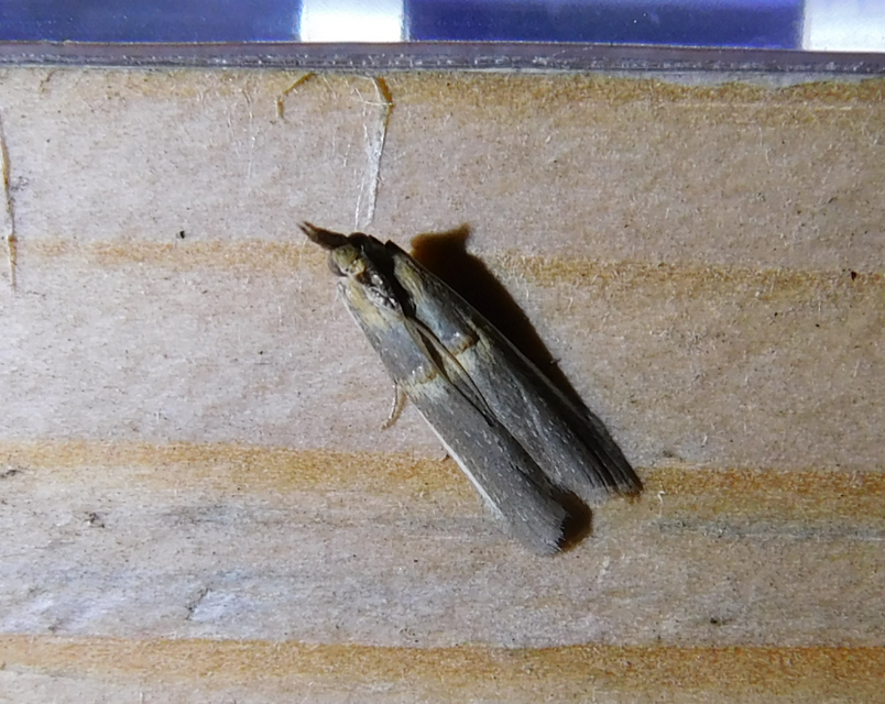 Etiella zinckenella - akácmoly