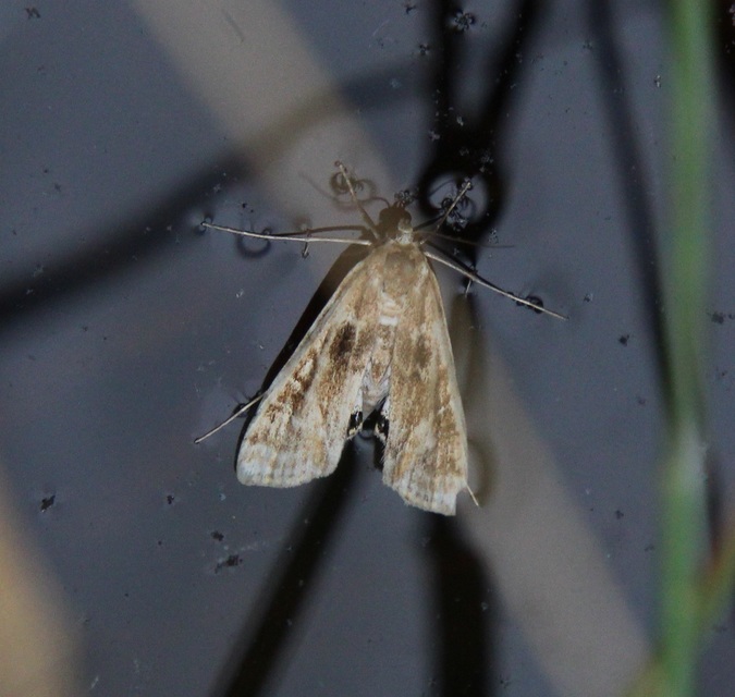 Cataclysta lemnata - békalencsemoly