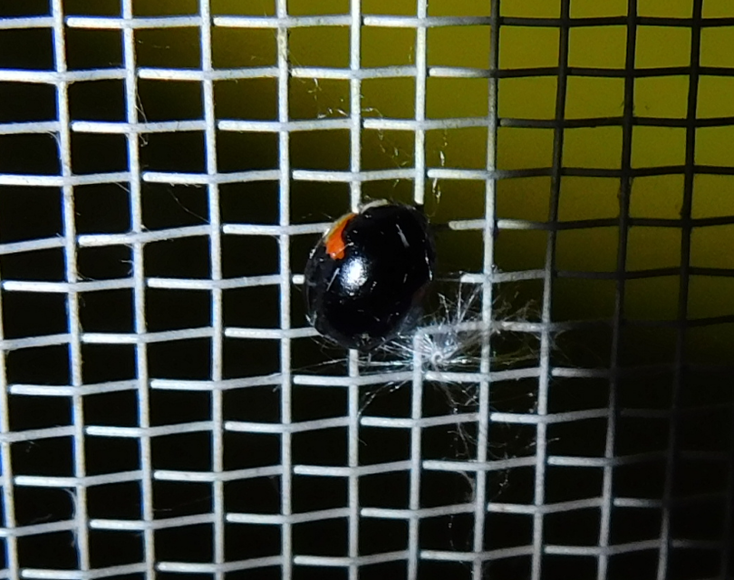 Adalia decempunctata - tízpettyes katica