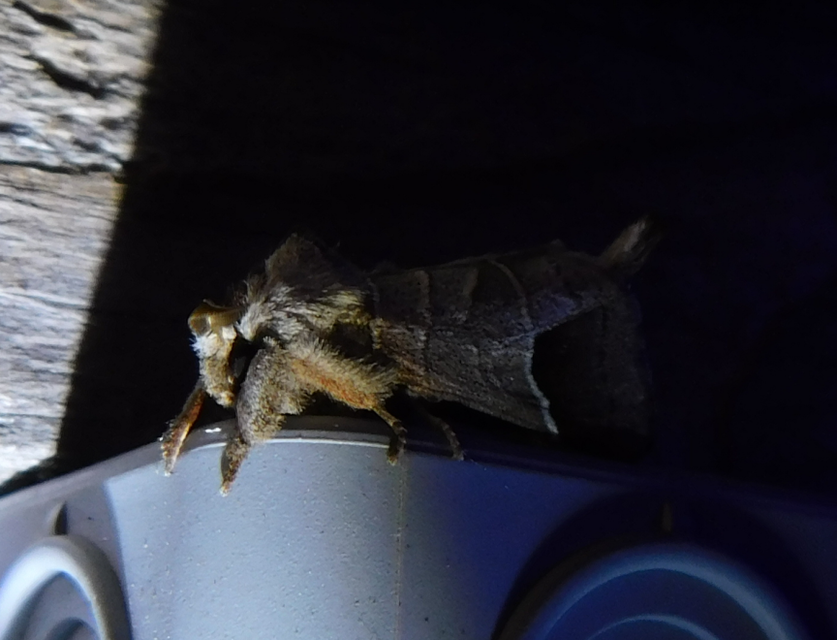 Clostera curtula - rövidszárnyú levélszövő