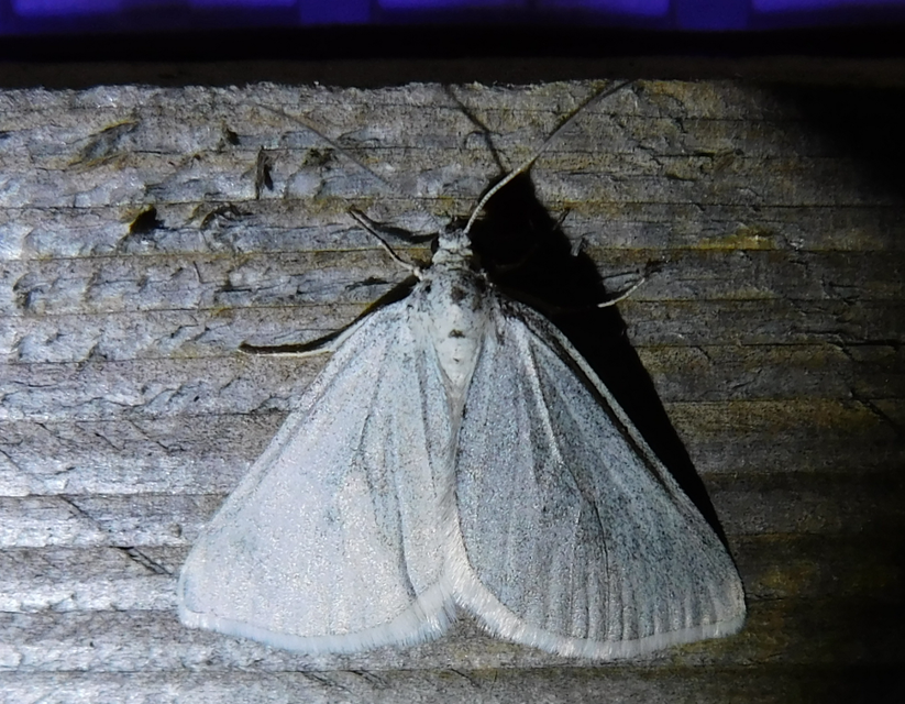 Lithostege griseata - szürke araszoló