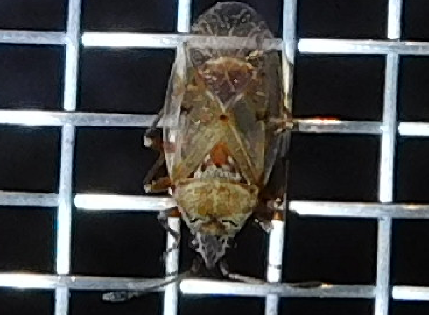 Kleidocerys