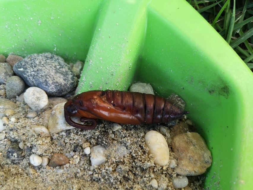 Agrius convolvuli - szulákszender