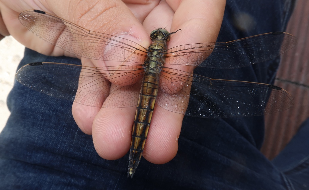 Orthetrum cancellatum - feketefarkú pásztorszitakötő