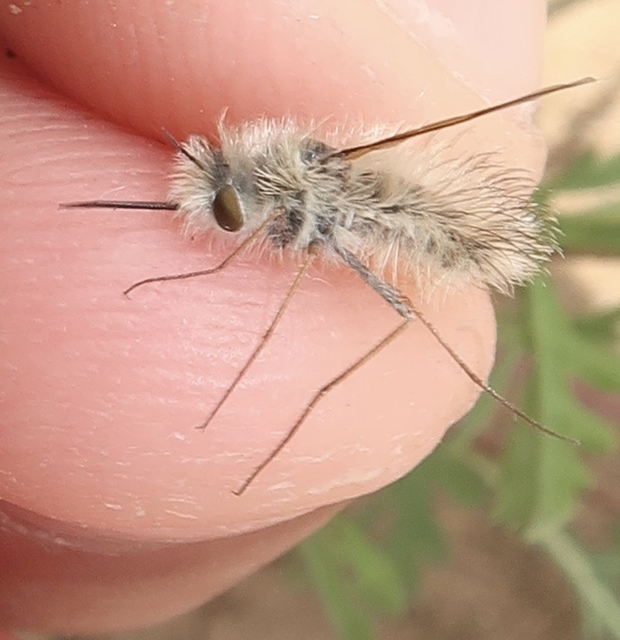 Anastoechus nitidulus