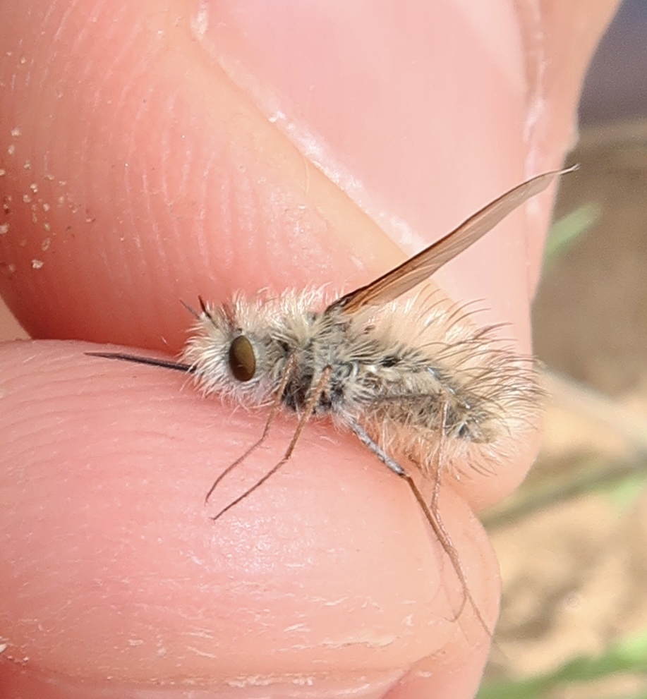 Anastoechus nitidulus