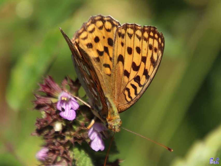 Argynnis adippe - ezüstös gyöngyházlepke