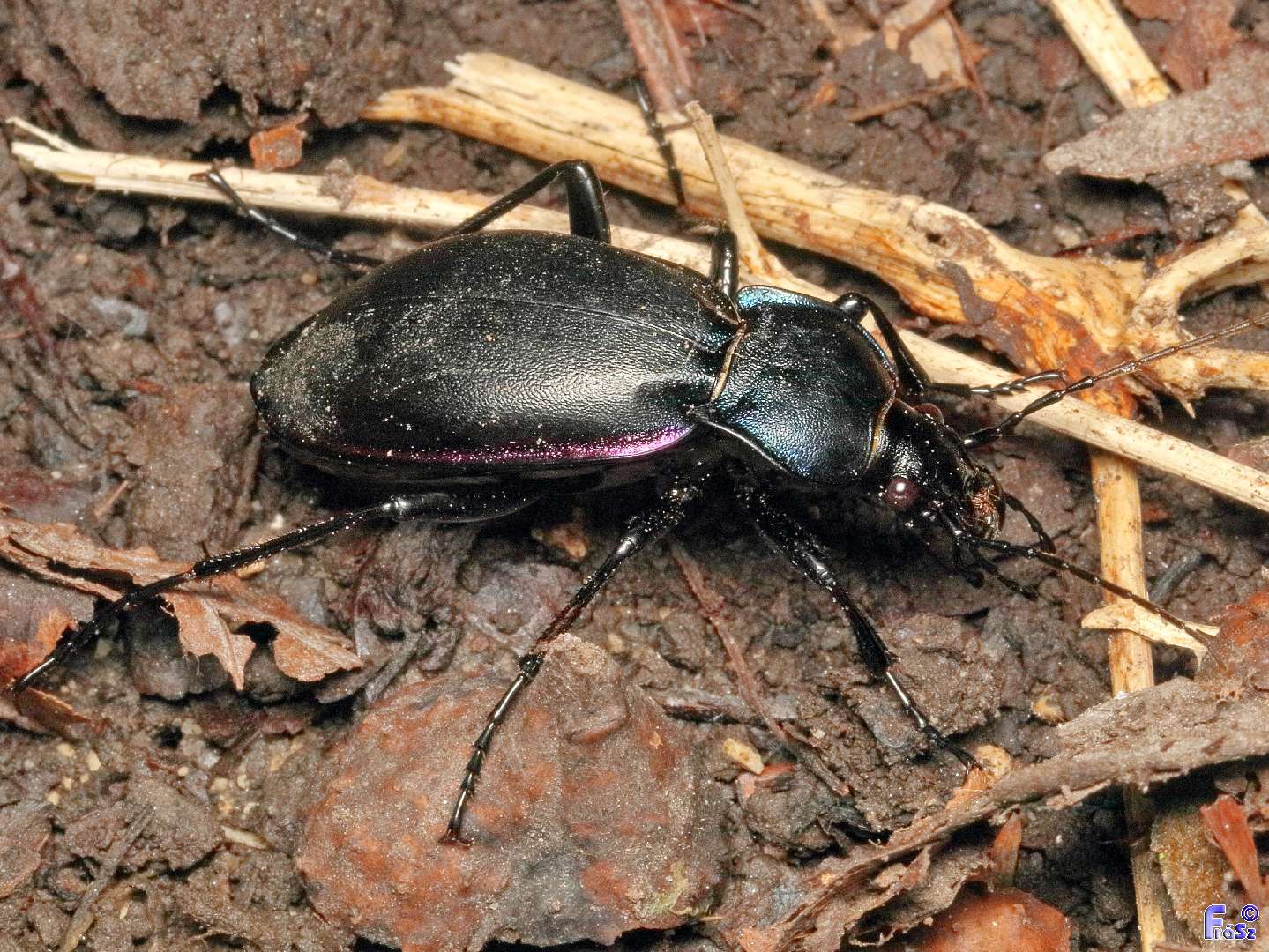 Carabus germarii exasperatus - dunántúli kékfutrinka