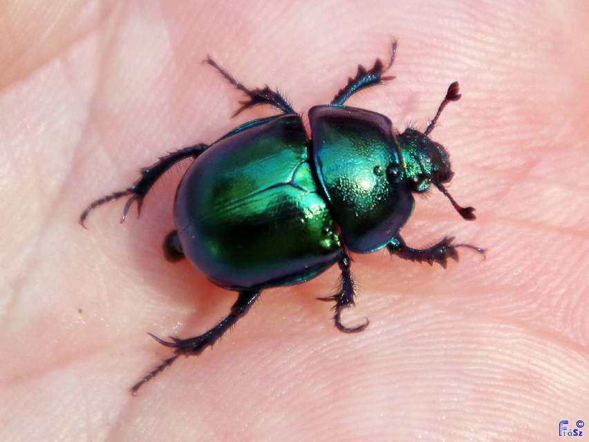 Trypocopris vernalis - tavaszi álganéjtúró
