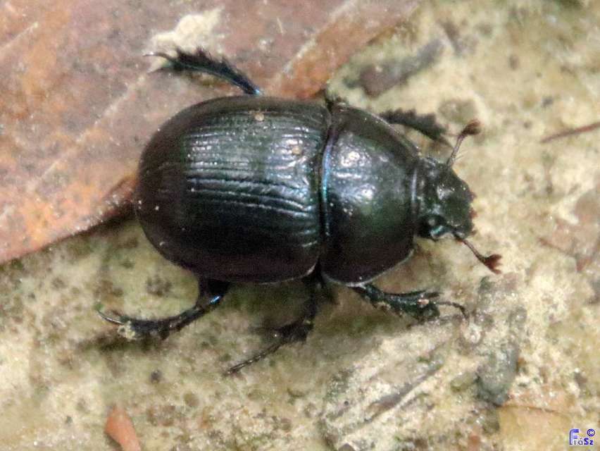 Anoplotrupes stercorosus - erdei álganéjtúró