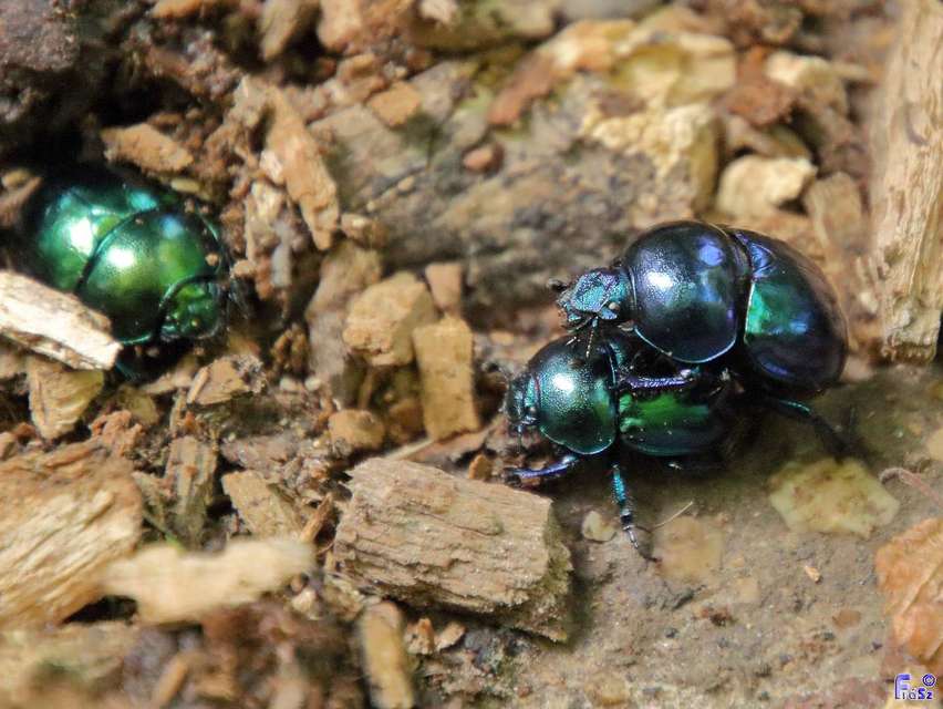 Trypocopris vernalis - tavaszi álganéjtúró