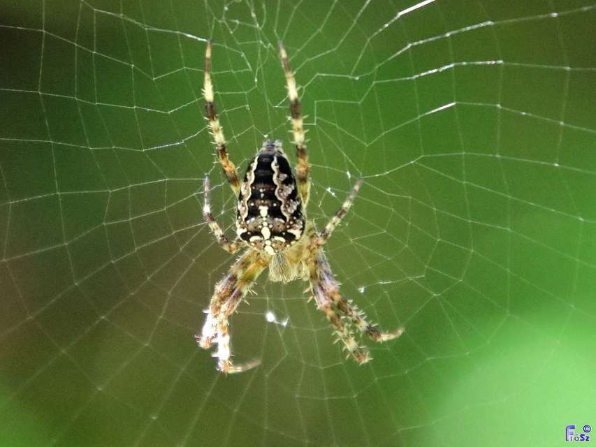 Araneus diadematus - koronás keresztespók Araneus diadematus - koronás keresztespók