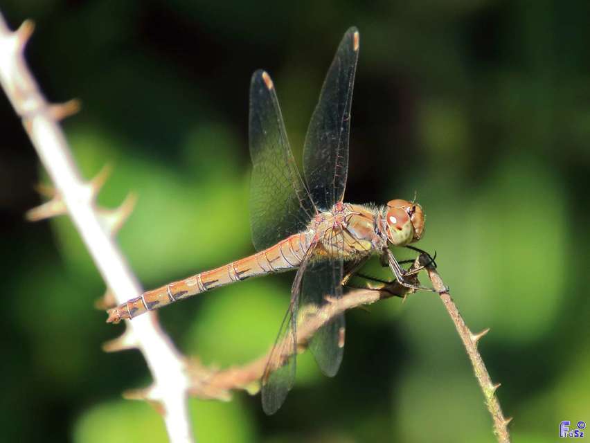 Sympetrum striolatum - harántsávos katona-szitakötő