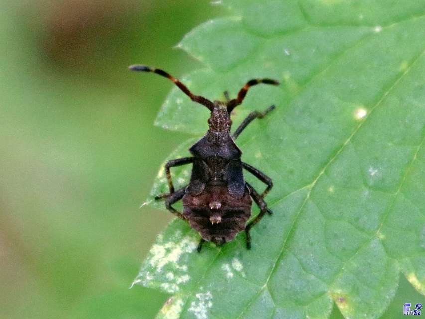 Coreus marginatus - közönséges karimáspoloska