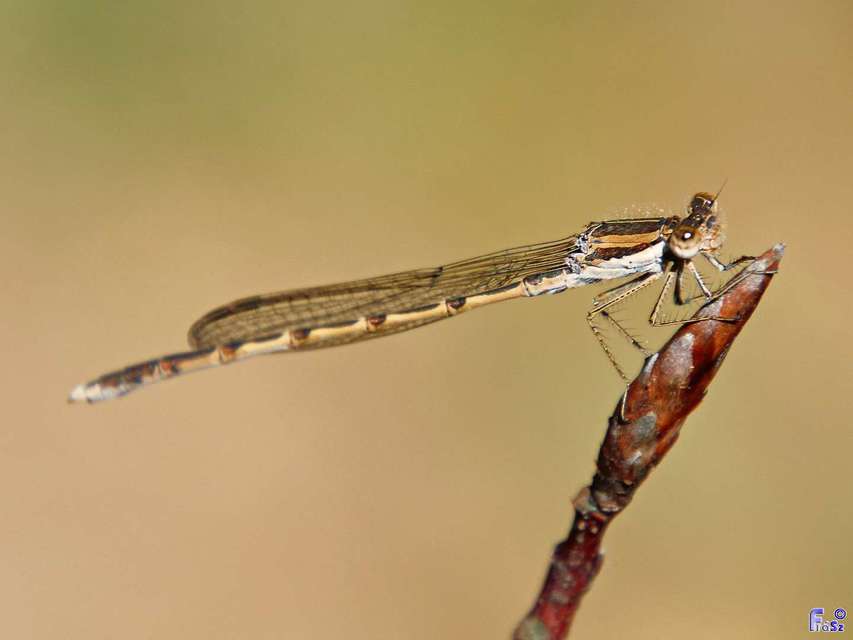 Sympecma fusca - téli rablószitakötő