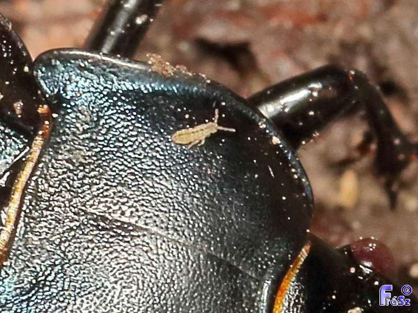 Collembola - Ugróvillások