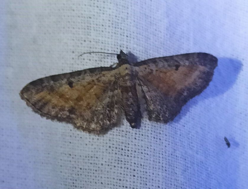 Eupithecia icterata - rozsdafoltos törpearaszoló