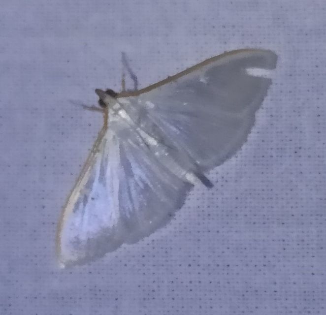 Palpita vitrealis - hófehér tűzmoly