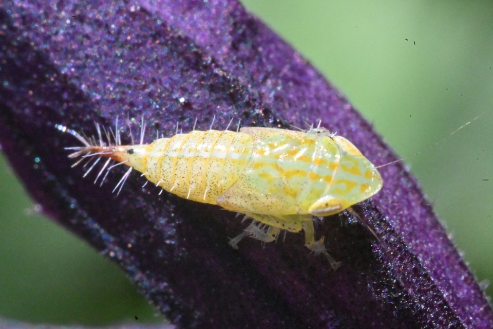Fieberiella