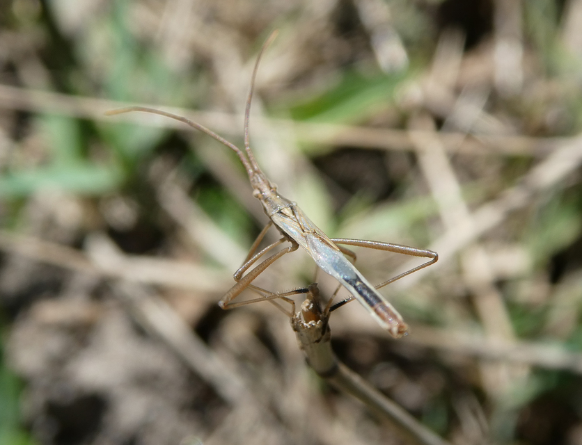 Chorosoma schillingii - karcsú botpoloska