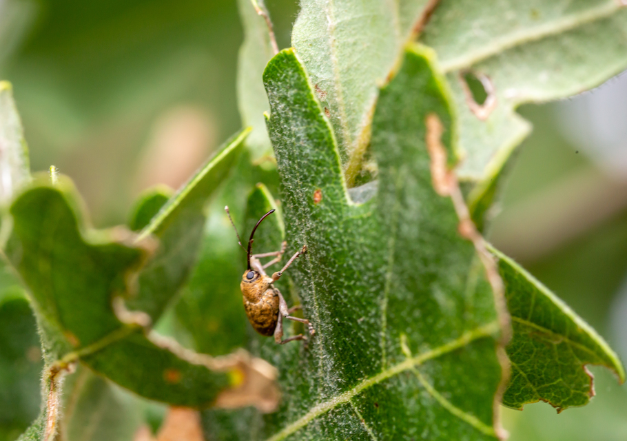 Curculio glandium - tölgymakkzsuzsóka
