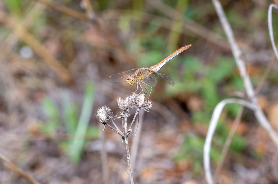 Sympetrum meridionale - fakó katona-szitakötő