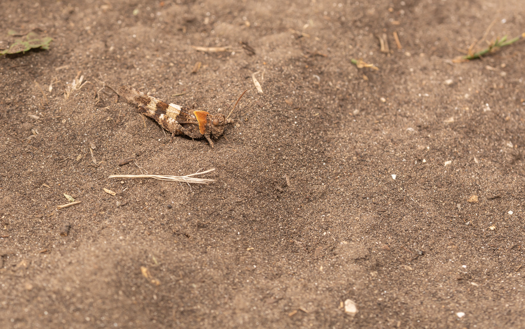 Oedipoda caerulescens - kékszárnyú sáska