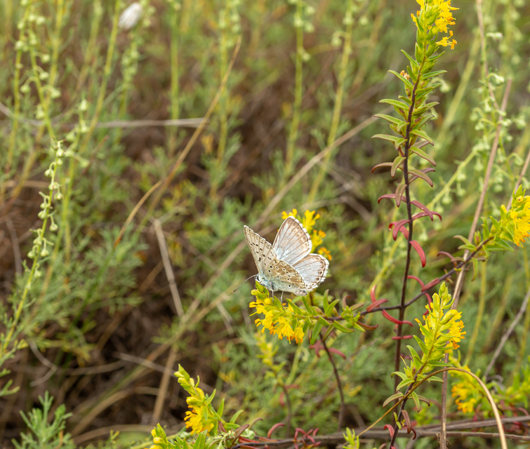 Polyommatus coridon - ezüstkék boglárka