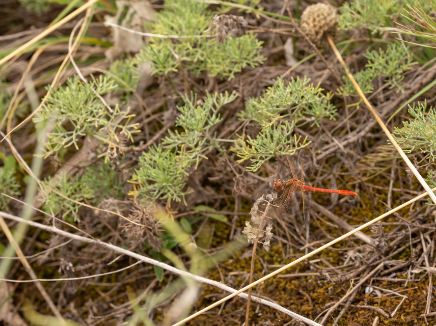 Sympetrum meridionale - fakó katona-szitakötő